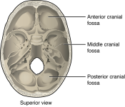 727_Cranial_Fossae_revised.png