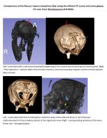 nazca-j-types-skull-analysis-by-a-physician-v0-sxio1owqfead1.jpg