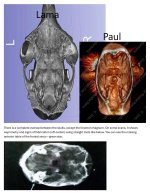 nazca-j-types-skull-analysis-by-a-physician-v0-ktio2owqfead1.jpg