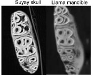 nazca-j-types-skull-analysis-by-a-physician-v0-kh951p3yhead1.jpg