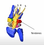 nazca-j-types-skull-analysis-by-a-physician-v0-rumjl9maiead1 (1).jpg