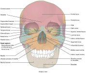 human-skull-changes-no-bones-behind-the-eyes-v0-ovvtkq15xodc1.jpg