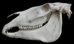 horse-skull.jpg