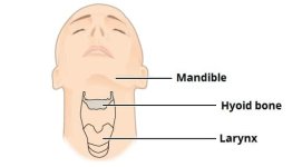 Position-of-the-Hyoid-Bone-in-the-Neck.jpg