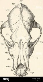 an-introduction-to-the-osteology-of-the-mammalia-called-the-temporal-fossa-from-which-the-temp...jpg