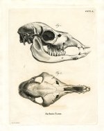 German_School_-_Llama_Skull_(coloured_engraving)_-_(MeisterDrucke-959339).jpg