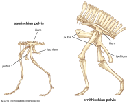 Types-dinosaur-pelvis.png