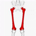 Femur_-_animation9-1.gif